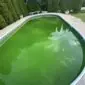 GreenPool 85x85